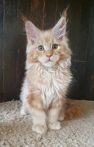 Котенок мейн-кун