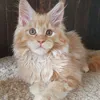 Продан_Доминик - photo 1