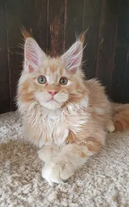 Котенок мейн-кун
