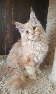 Котенок мейн-кун