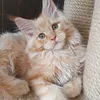 Продан_Доминик - photo 4