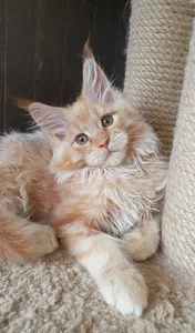 Котенок мейн-кун