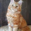 Продан_Джина - фото 4