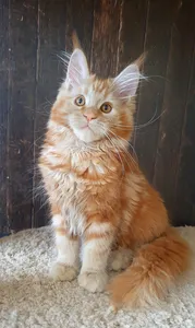 Котенок мейн-кун