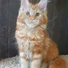 Продан_Джина - фото 2