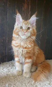 Котенок мейн-кун