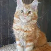 Продан_Джина - фото 1