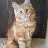 Продан_Джина - фото 6