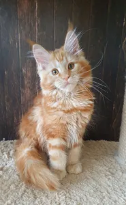 Котенок мейн-кун