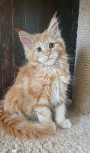 Котенок мейн-кун