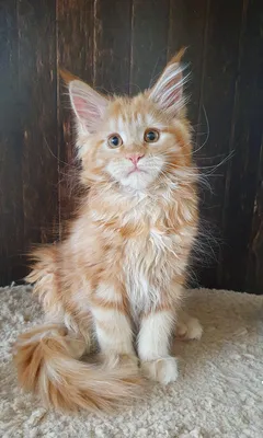 Maine Coon kitten