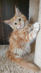 Котенок мейн-кун