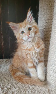 Maine Coon kitten