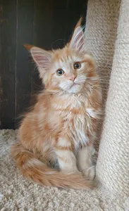 Котенок мейн-кун