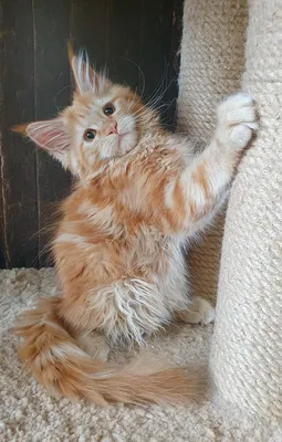 Maine Coon kitten