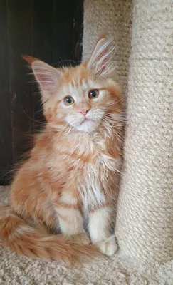 Maine Coon kitten