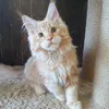 Продан_Доминик - photo 8