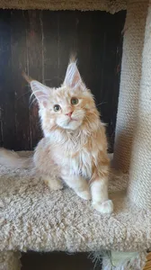 Maine Coon kitten
