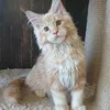 Продан_Доминик - photo 7