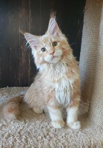 Maine Coon kitten