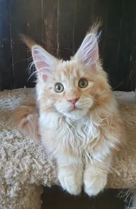 Maine Coon kitten