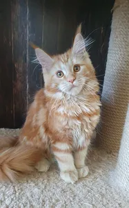 Котенок мейн-кун