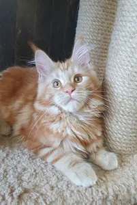 Котенок мейн-кун