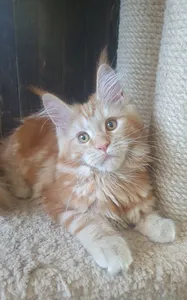 Котенок мейн-кун