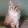 Доминик - фото 6
