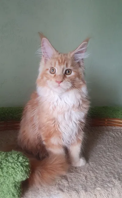 Котенок мейн-кун