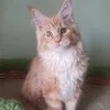 Доминик - фото 1