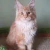 Доминик - фото 3