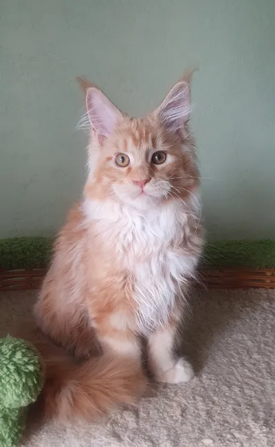Котенок мейн-кун