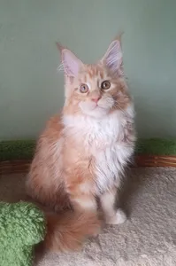 Котенок мейн-кун