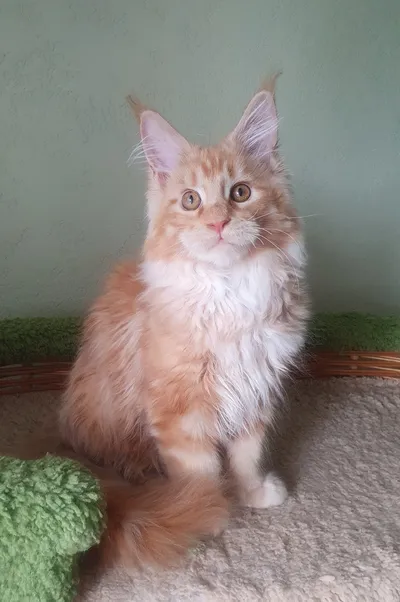 Котенок мейн-кун