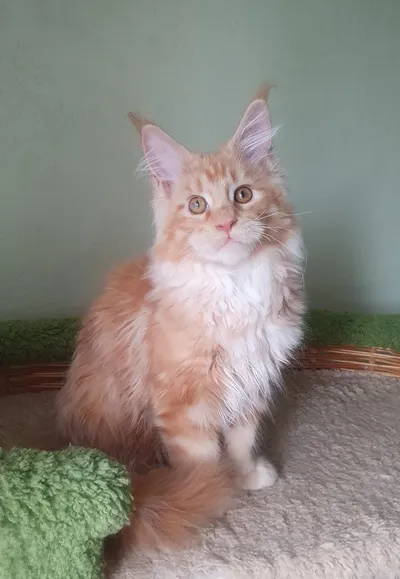 Котенок мейн-кун