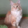 Доминик - фото 5