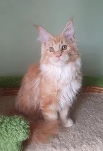Котенок мейн-кун