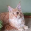 Доминик - фото 2