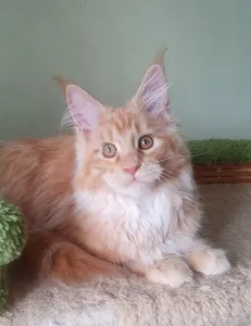 Котенок мейн-кун
