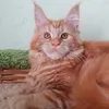 Джина - фото 3