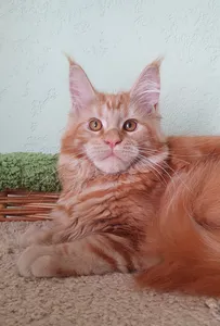 Котенок мейн-кун