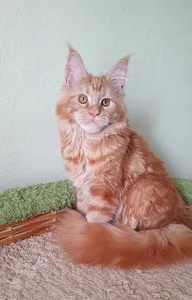 Котенок мейн-кун