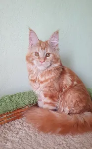 Котенок мейн-кун