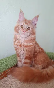 Джина