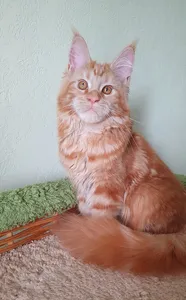 Котенок мейн-кун