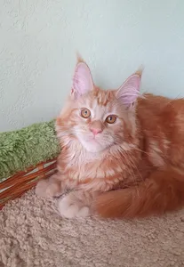 Котенок мейн-кун