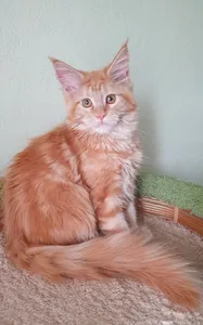 Котенок мейн-кун