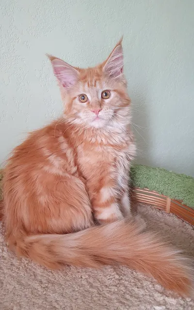 Котенок мейн-кун