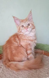 Котенок мейн-кун